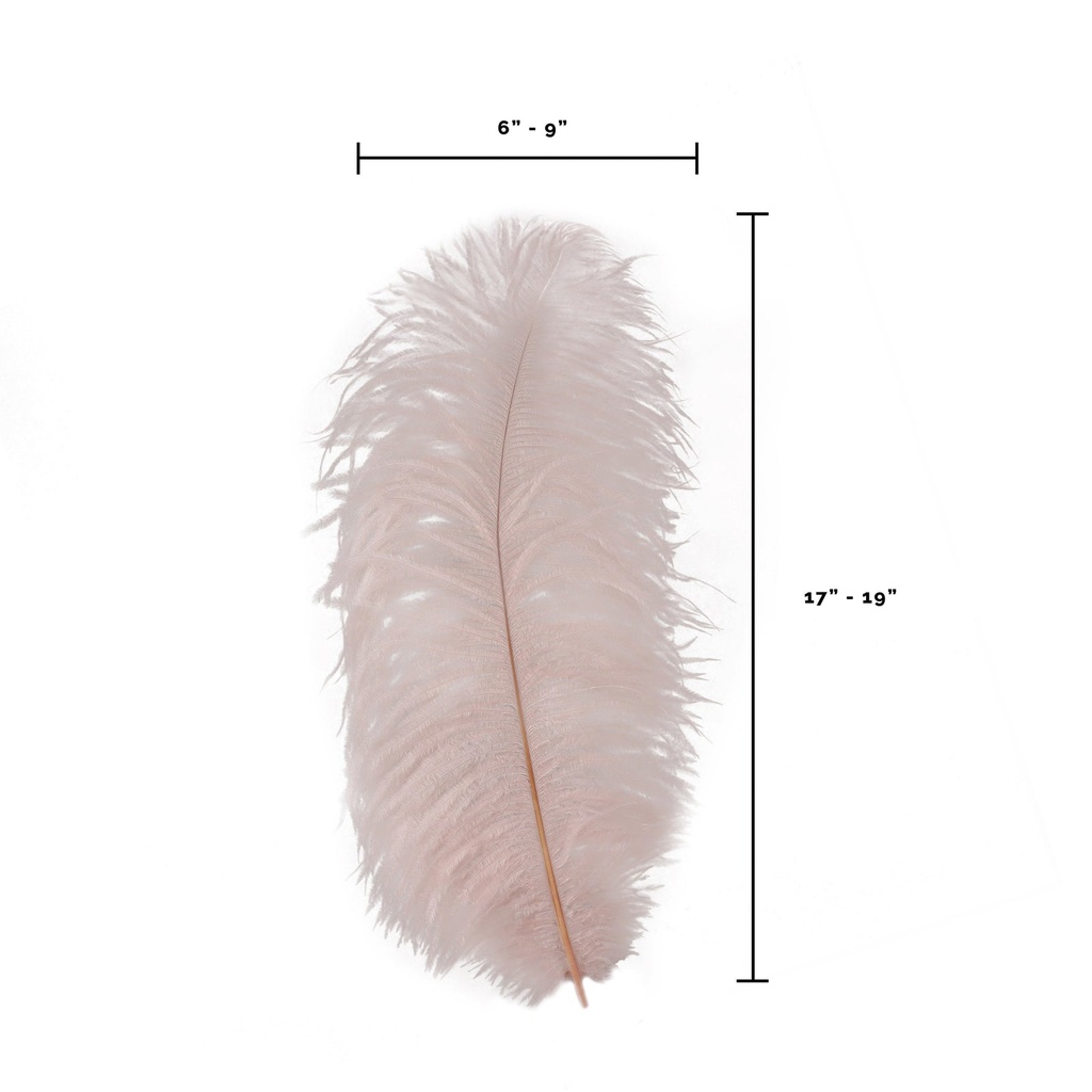 B806--CHP #6 shopify:43693401243899