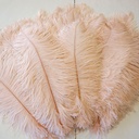 B806--CHP #9 shopify:43693403537659