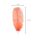 B806--HO #6 shopify:43693494010107