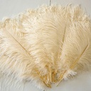 B806--IV #4 shopify:43693519601915