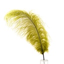 B806--OL #4 shopify:43693657555195