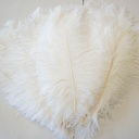 B806--W #6 shopify:43684651794683