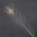 P40B--IV #3 shopify:43686598607099