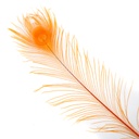 P40B--O #4 shopify:43686605914363