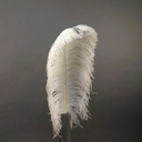 B825--N #5 shopify:43693831618811