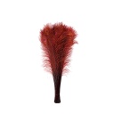 Peacock Eyes Bleach Selected 25-40 inch --Burgundy