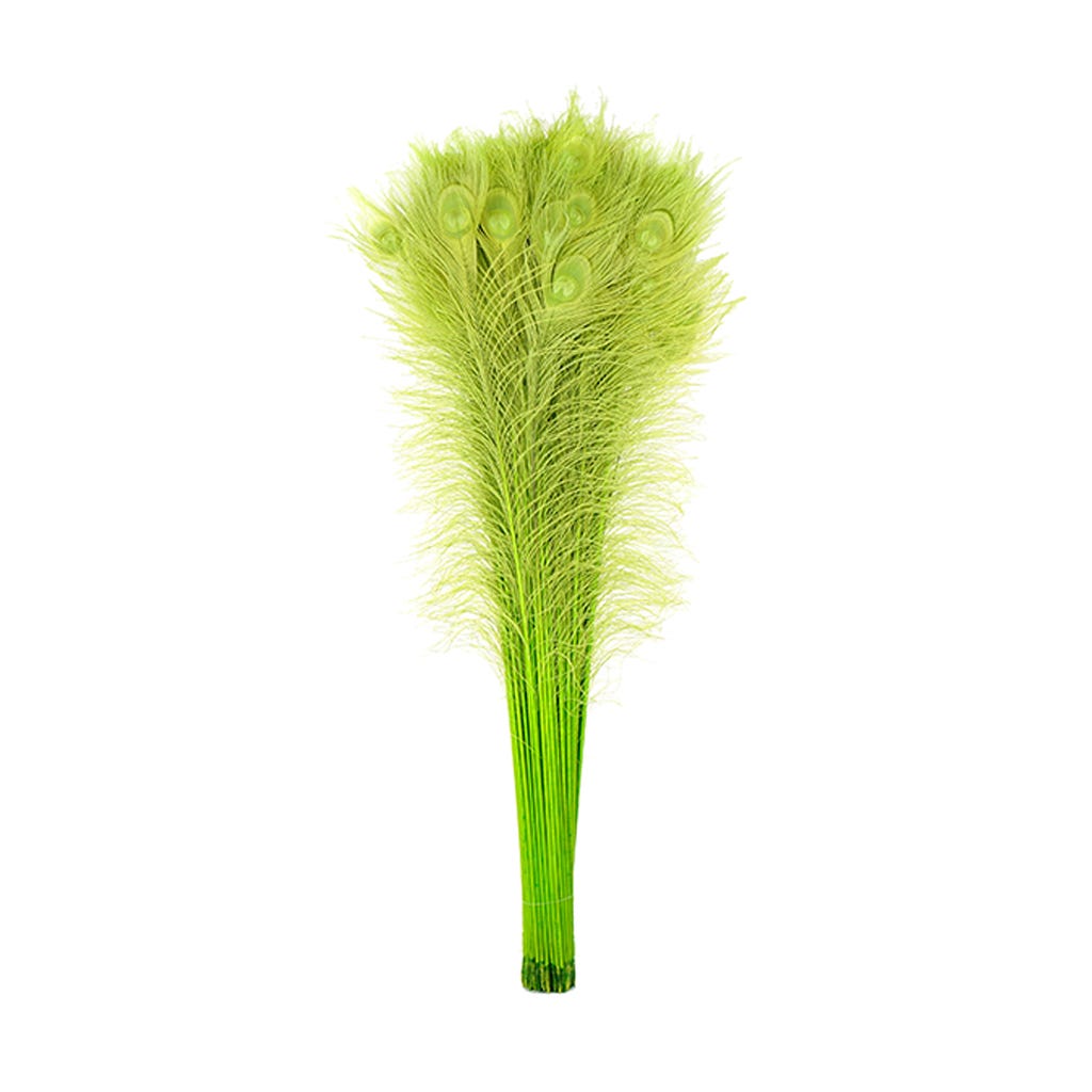 Peacock Eyes Bleach Selected 25-40 inch --Lime