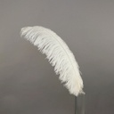Ostrich Plumes Selected 17 inch & UP   1PC PKG --Ivory