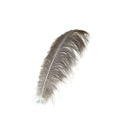 Ostrich Plumes Selected 17 inch & UP   1PC PKG --Natural