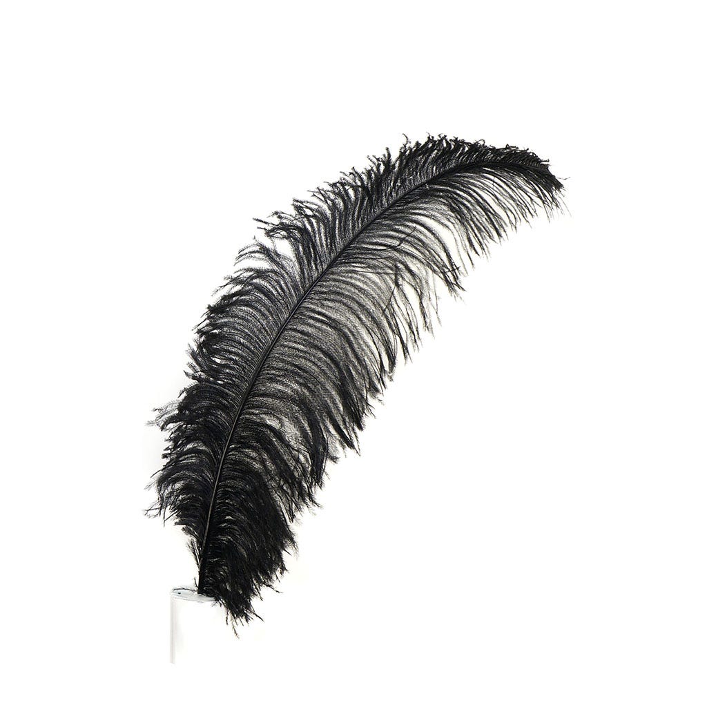Ostrich Femina Wide Prime Selected 1PC PKG 17-27 inch --Black