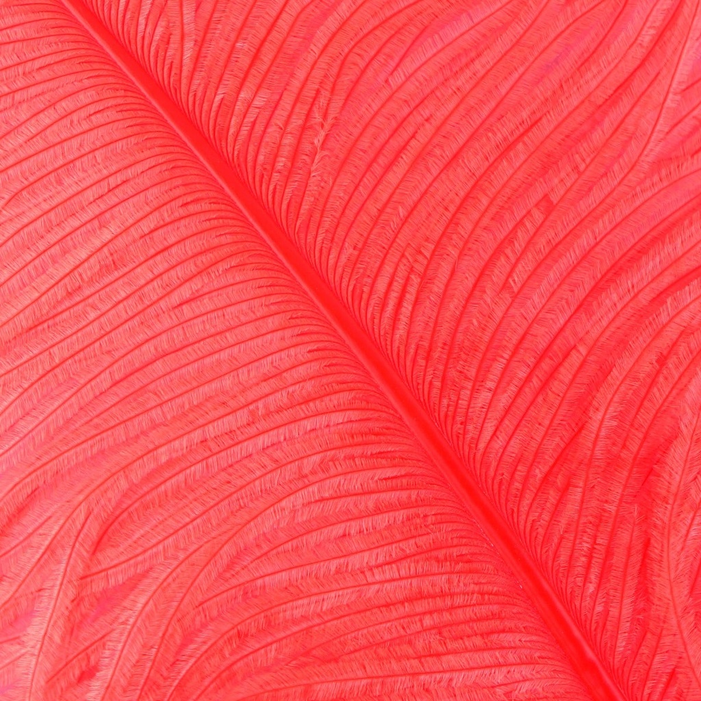 Ostrich Femina Wide Prime Selected 1PC PKG 17-27 inch --Coral