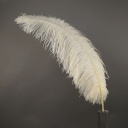 Ostrich Femina Wide Prime Selected 1PC PKG 17-27 inch --Ivory