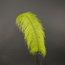 Ostrich Femina Wide Prime Selected 1PC PKG 17-27 inch --Lime