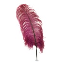 Ostrich Femina Wide Prime Selected 1PC PKG 17-27 inch --Burgundy