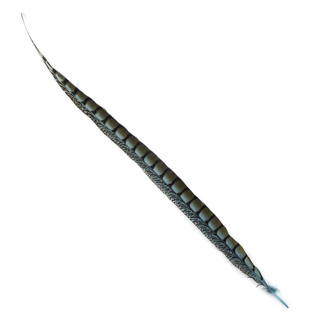 Lady Amherst Pheasant Tails Selected 20-30 inch   1PC PKG --Light Turquoise