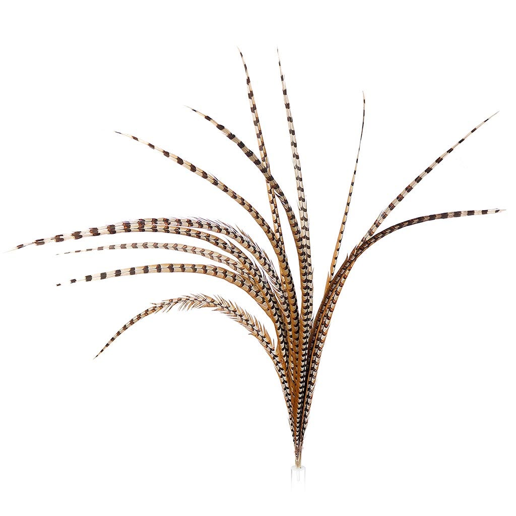 Venery Pheasant Tails Selected 50-60 inch --Natural