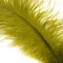 Ostrich Plumes Selected 17 inch & UP   1PC PKG --Olive