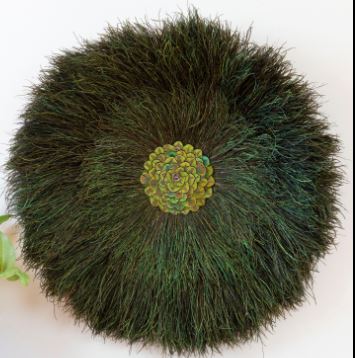 Juju Hat Natural Iridescent Peacock Flue Wall Art on 11 inch Wood Base 20-24 inch DIA --Natural/Gold/Natural