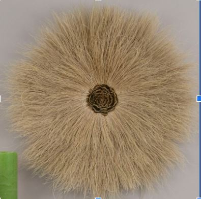 [WHD-JUJUPCFBLCH11--BE-N] Juju Hat Bleached Peacock Flue Wall Art on 11 inch Wood Base 20-22 inch DIA --Beige/Natural