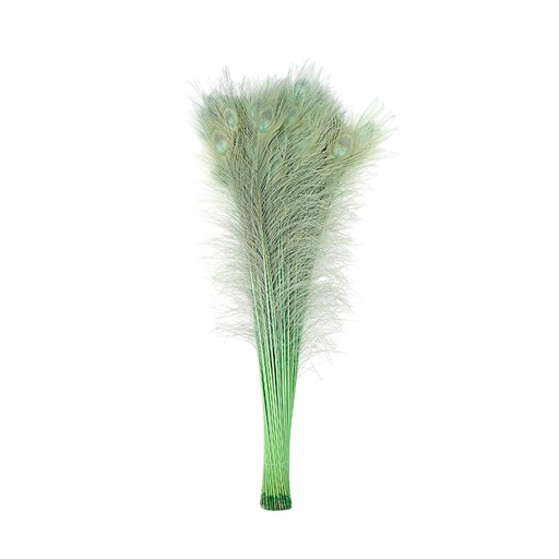 [P40B--CD] Peacock Eyes Bleach Selected 25-40 inch --Celedon