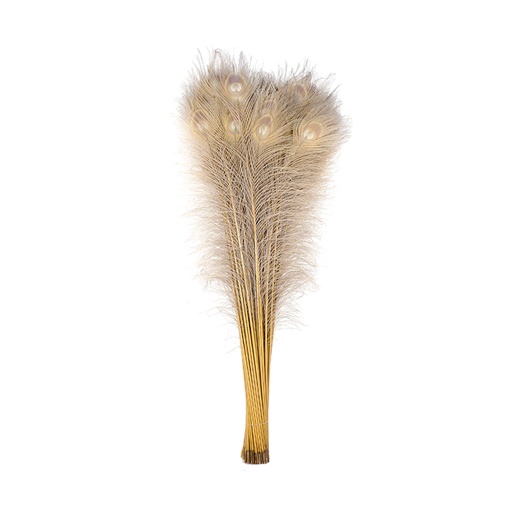 [P40B--IRS] Peacock Eyes Bleach Selected 25-40 inch --Iris