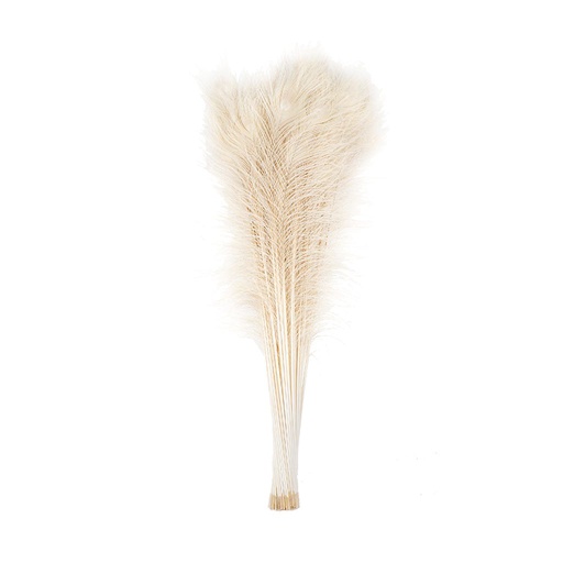 [P40B--IV] Peacock Eyes Bleach Selected 25-40 inch --Ivory