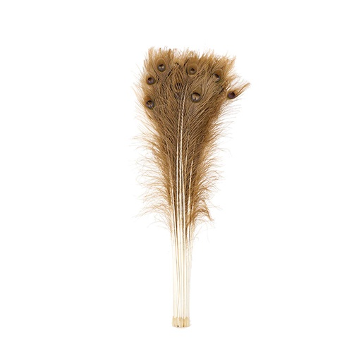 [P40B--GLDN-IRID] Peacock Eyes Bleach Selected 25-40 inch --Golden Iridescent