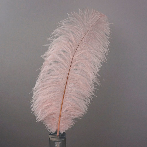 [B806--CHP] Ostrich Plumes Selected 17 inch & UP   1PC PKG --Champagne