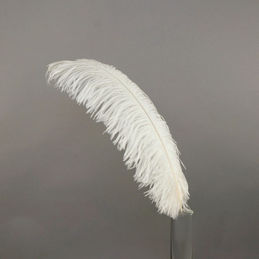 [B806--IV] Ostrich Plumes Selected 17 inch & UP   1PC PKG --Ivory