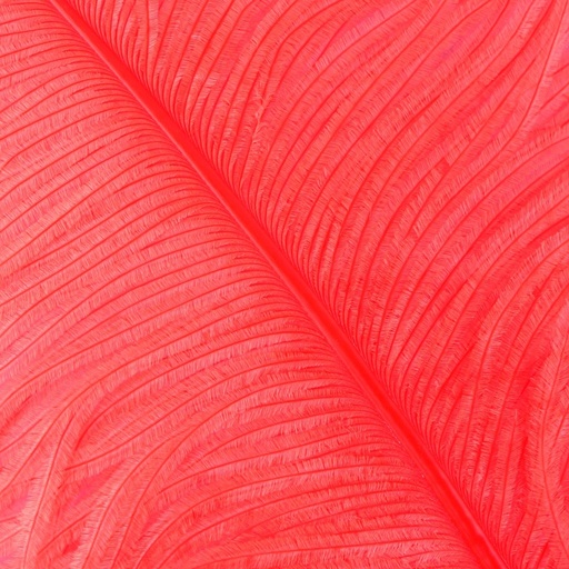 [B825--CO] Ostrich Femina Wide Prime Selected 1PC PKG 17-27 inch --Coral