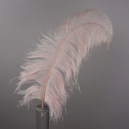 [B825--CHP] Ostrich Femina Wide Prime Selected 1PC PKG 17-27 inch --Champagne